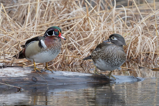 Wood ducks (Aix sponsa) breeding pair standing at water's edge, Acadia National Park, Maine, USA. April. 