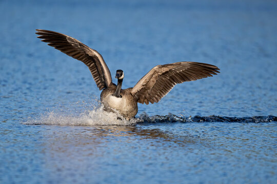Canada goose (Branta canadensis) landing on water, Acadia National Park, Maine, USA. May. 
