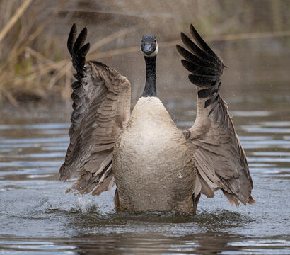 Canada goose (Branta canadensis) on water flapping wings, Acadia National Park, Maine, USA. May. 