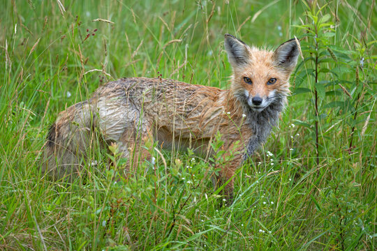 Red fox (Vulpes vulpes) standing among vegetation in the rain, Acadia National Park, Maine, USA. July. 
