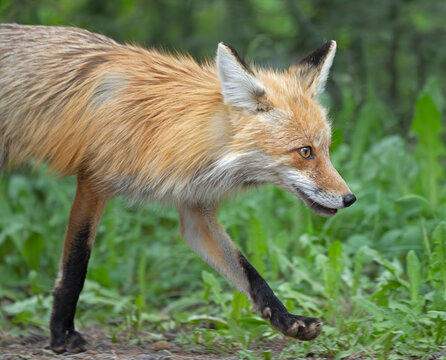 Red fox (Vulpes vulpes) portrait, Yellowstone National Park, Wyoming, USA. June. 
