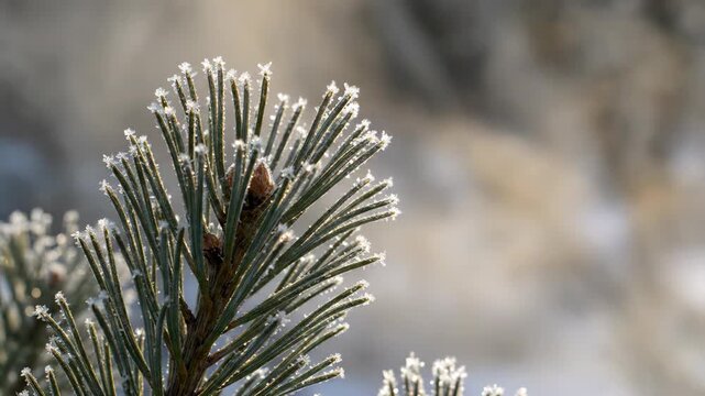 Close up of pine needles covered in frost while winter sunlight shines brightly on the cold scene