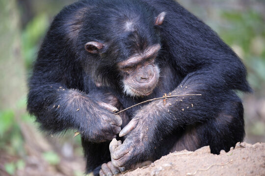 Eastern chimpanzee (Pan troglodytes schweinfurthii) male, aged 9 years, sitting on termite mound eating termites off a twig, Kasekela community, Gombe National Park, Tanzania. Endangered. 