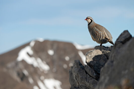 Rock partridge (Alectoris graeca) male, perched on rock, Swiss Alps, Switzerland. April. 