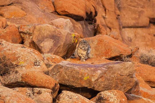 Snow leopard (Panthera uncia) female walking over boulders, Mongolia.  
