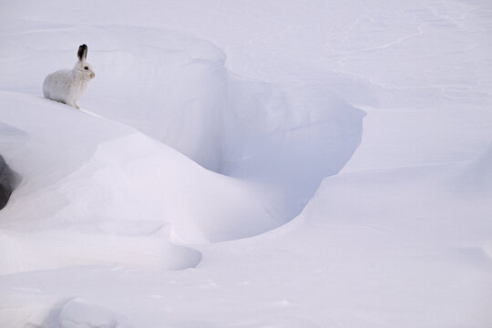 Mountain hare (Lepus timidus) in winter coat, on snow, Gran Paradiso National Park, Aosta valley, Alps, Italy. November. 