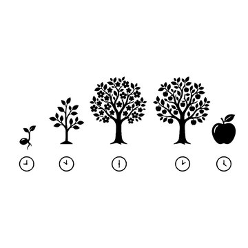 Life cycle of an apple tree infographic with clock icons.