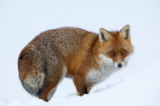 Red fox (Vulpes vulpes) on snow, Alps, Switzerland. October. 