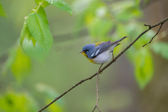 Northern parula (Setophaga americana) male perched on branch in spring, Zaleski State Forest, Ohio, USA. May. 