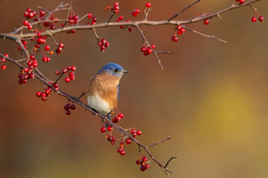 Eastern bluebird (Sialia sialis) male, perched on Crabapple (Malus sp.) branch with red berries in autumn, near Ithaca, New York, USA. October. 
