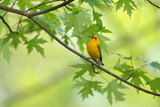 Prothonotary warbler (Protonotaria citrea) male, perched on Maple (Acer sp.) branch singing in spring, near Columbus, Ohio, USA. May. 