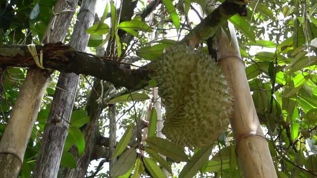durian fruit on tropical orchard durians on tree