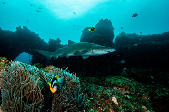 Sand tiger shark (Carcharias taurus) and Clark's anemonefish (Amphiprion clarkii) on the reef of Aliwal shoal, Kwazulu-Natal, South Africa, Indian Ocean. 