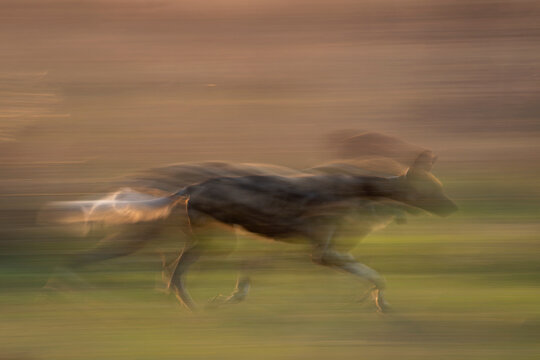 African wild dog (Lycaon pictus) running after prey, motion blur image, South Africa. Endangered. 