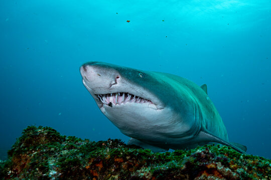 Sand tiger shark (Carcharias taurus) on the reef, Aliwal Shoal, Kwazulu-Natal, South Africa, Indian Ocean. 