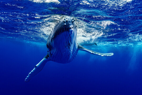 Humpback whale (Megaptera novaeangliae) calf playing underwater, off Tubuai, French Polynesia, Pacific Ocean. 