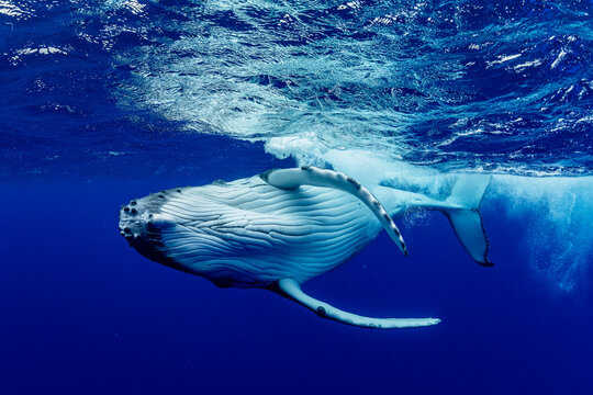 Humpback whale (Megaptera novaeangliae) calf playing underwater, off Tubuai, French Polynesia, Pacific Ocean. 