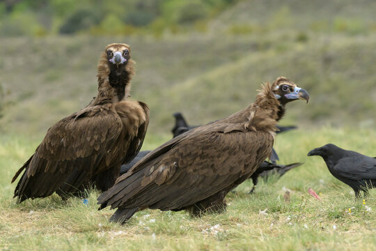 Two Cinereous vultures (Aegypius monachus) at a government-approved supplementary feeding station, surrounded by Common ravens (Corvus corax), Catalonia, Spain. April. 
