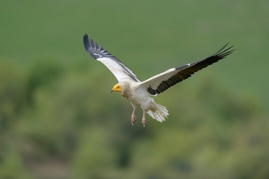 Egyptian vulture (Neophron percnopterus) in flight, Catalonia, Spain. April. Endangered. 