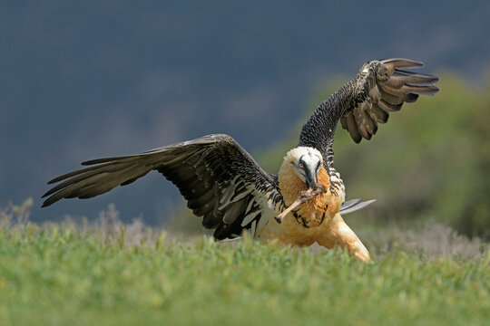 Bearded vulture (Gypaetus barbatus) with an animal bone in its beak at a government-approved supplementary feeding station. Catalonia, Spain. April. 