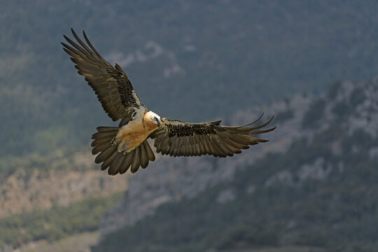 Bearded vulture (Gypaetus barbatus) in flight, Catalonia, Spain. April. 