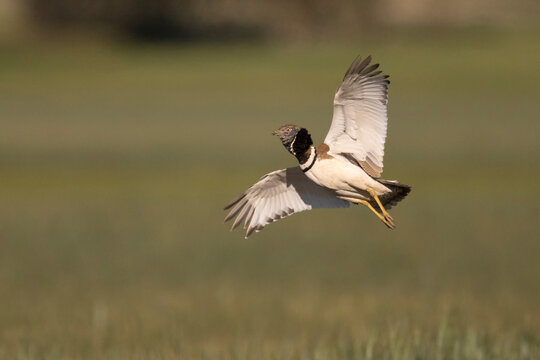 Little bustard (Tetrax tetrax) male in flight, Catalonia, Spain. April. 