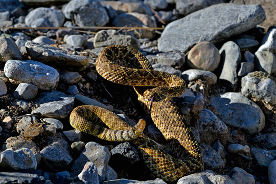 Mohave rattlesnake (Crotalus scutulatus) rearing up, portrait, Organ Pipe Cactus National Monument, Arizona, USA. September. 