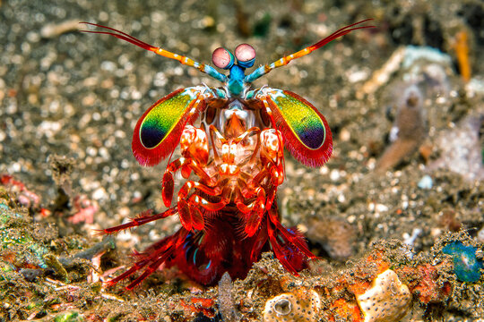 Bali, harlequin mantis shrimp