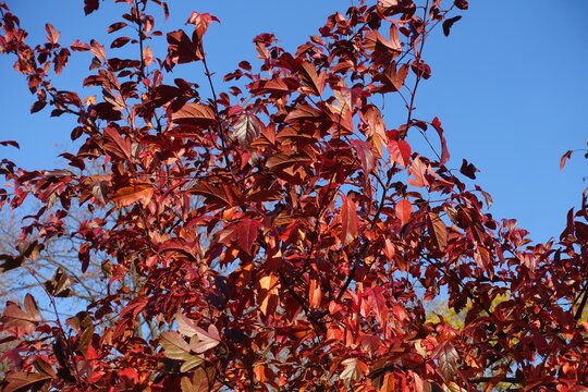 Colorful autumnal foliage of Malus toringo Scarlett in October