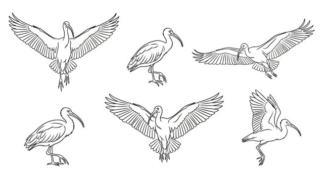 Ibis Bird Set Illustrations in Flight and Standing Poses