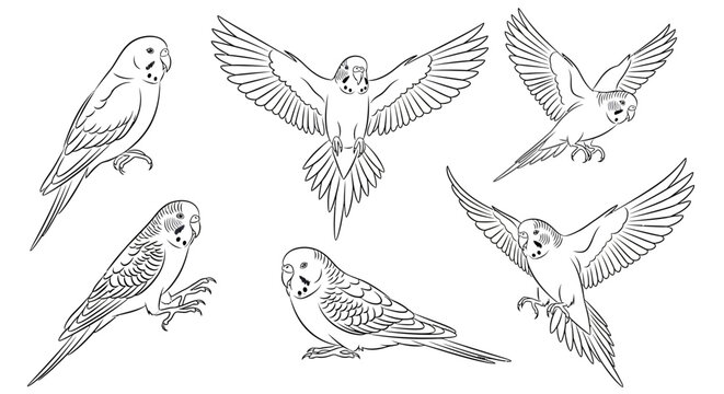 Budgerigar Parakeet Set in Line Art Style, Hand Drawn Bird Collection