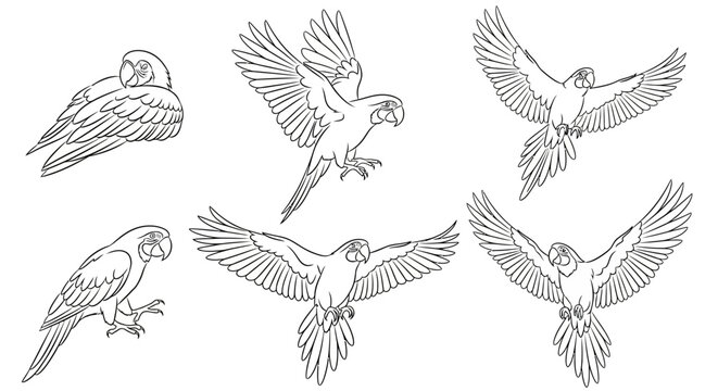 Set of Macaw Parrots in Various Poses, Hand-Drawn Line Art Illustration