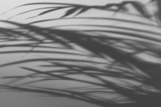 Dark narrow leaf shadows on a light textured wall.