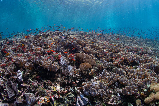 Dense Cabbage Coral Reef with Red Anthias, Tropical Indonesia