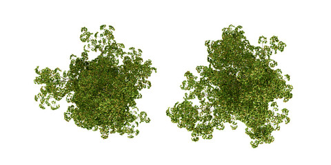 Obraz premium Top View Architectural Trees Cutout for Landscape Design On Transparent