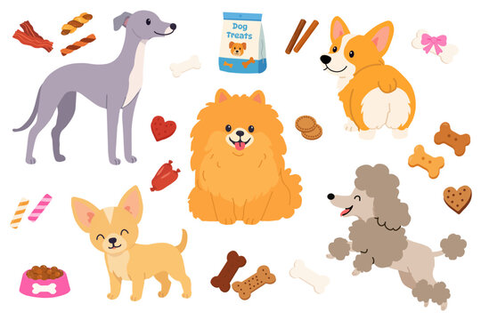 Domestic dog breeds collection with fluffy pomeranian happy corgi grey greyhound small chihuahua brown poodle treat package bones and dry snacks isolated on white background