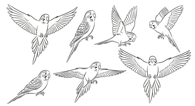 Set of Budgerigar Parrot Illustrations in Various Poses