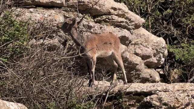 Cabra pastando entre rocas en El Torcal de Antequera