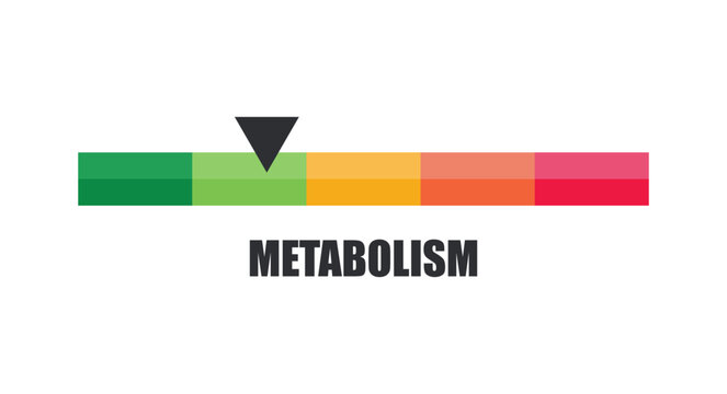 Horizontal Metabolism Indicator Bar Pointing to Normal Zone