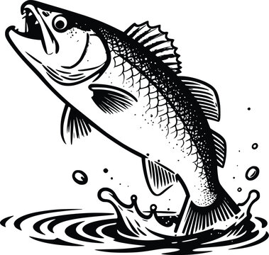 Hand drawn vintage walleye fish jumping out of water splash vector illustration isolated on white background for salmon trout fishing emblem or logo design.