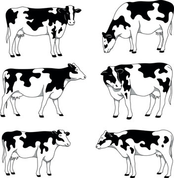 A set of Holstein cows in various poses, done in vector style on a white background, for projects related to agriculture or livestock