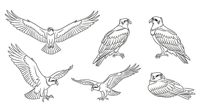 Set of Osprey Bird Sketches in Various Poses for Nature Illustration