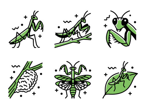 Set of green praying mantis icons featuring life cycle stages, ootheca egg case, hunting postures, head closeup, and outstretched wings, perfect for educational biology diagrams
