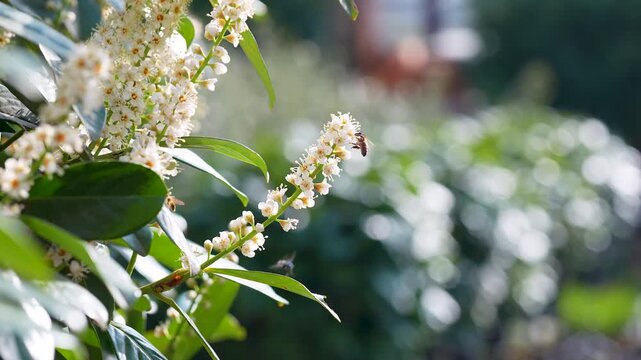 Bee collects pollen from blooming bush with white flowers known as Prunus laurocerasus or Cherry Laurel, lush flowering plant English Laurel or Common Laurel blossoming outside in spring garden.