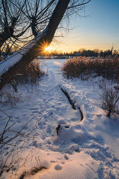 Beautiful winter sunset landscape with fresh snow covering the ground and a frozen lake. Sunbeams shining through a bare tree trunk, creating a golden hour sunstar effect.