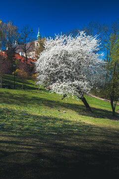 Beautiful blooming white cherry tree on a green hill during a sunny spring day in Warsaw, Poland. Historic St. Anne's Church tower and red roofs visible in the background under a clear blue sky.