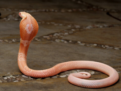 An albino cobra, a stunning yet highly venomous elapid snake, featuring striking pinkish-white scales and piercing, distinct red eyes, 19 may 2026 Indonesia