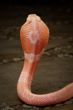 An albino cobra, a stunning yet highly venomous elapid snake, featuring striking pinkish-white scales and piercing, distinct red eyes, 19 may 2026 Indonesia