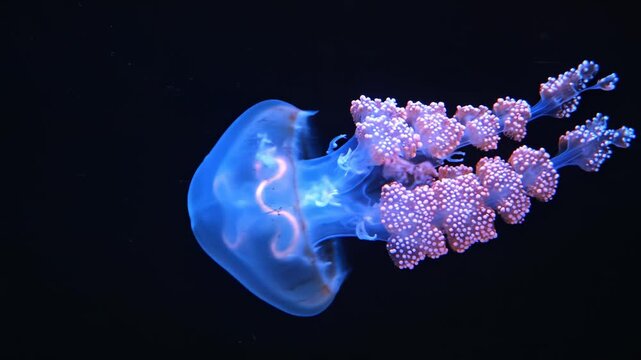 Jellyfish in dark water symbolizing tranquility, harmony, and the great outdoors
