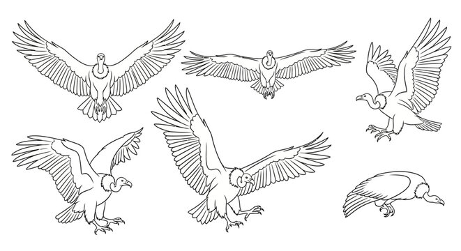 Andean Condor Set in Various Flying Poses, Hand-Drawn Illustration